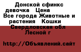 Донской сфинкс девочка › Цена ­ 15 000 - Все города Животные и растения » Кошки   . Свердловская обл.,Лесной г.